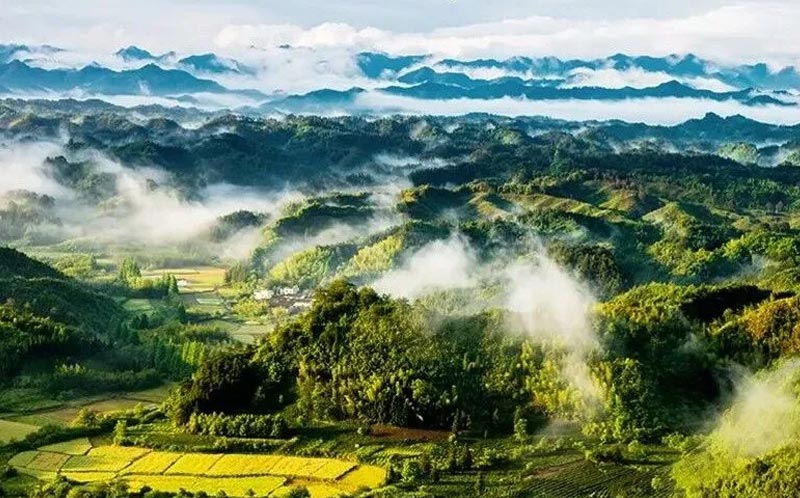 Хуаншань Маофэн – Ворсистые пики с горы Хуаншань (黄山毛峰)
